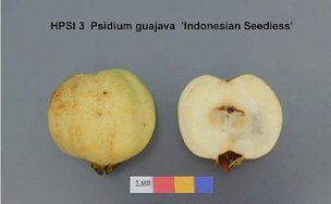 'Indonesian Seedless'