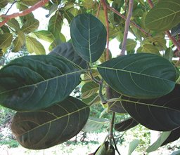 Artocarpus heterophyllus leaf twig