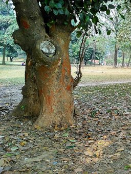 Jackfruit tree trunk showing texture and coloration. Suhrawardi Uddan. Dhaka.