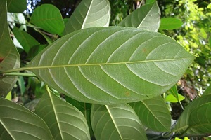 Leaf underside