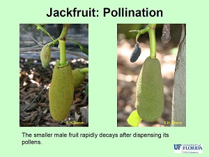 The smaller male fruit rapidly decays after dispensing its pollens
