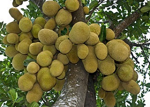 Jackfruit, the national fruit of Bangladesh