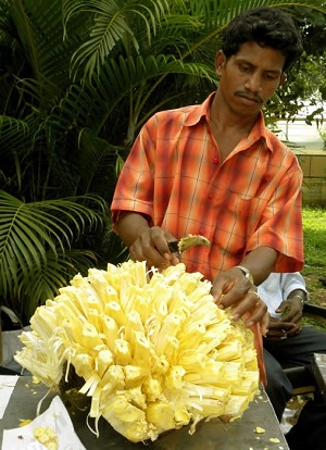 Jackfruit 'Flower'