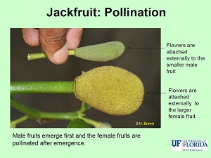 Male fruits emerge first and the female fruits are pollinated after emergence