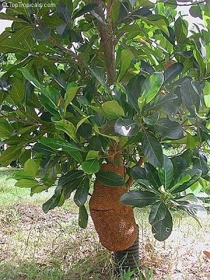 This mature tree is kept 8ft tall by cutting the top off (fruit form at the base of a trunk)