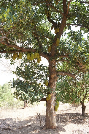 Jackfruit tree in Gujarat, India.