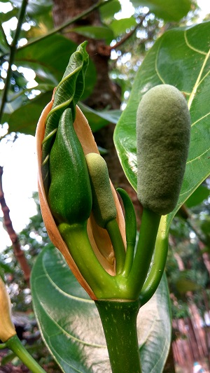 Jackfruit bud of Bangladesh বাংলা: কচি কাঁঠাল.