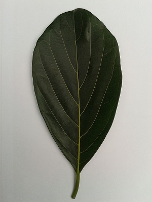 Jackfruit leaf