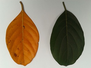 Jackfruit leaves, freshly plucked green leaf and a naturally fallen dead leaf