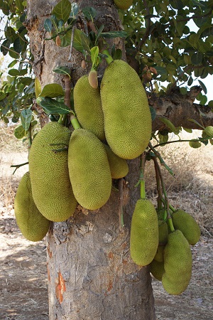Jackfruit in Gujarat, India