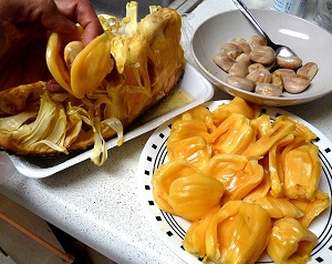 Extracting the jackfruit arils and separating the seeds from the sweet flesh