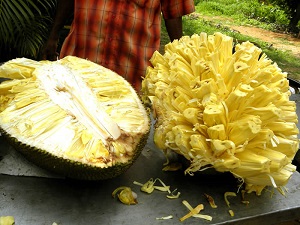 Preparation of the fruit