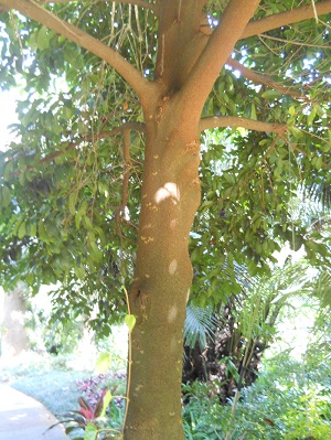 Kwai Muk (Artocarpus hypargyraeus)