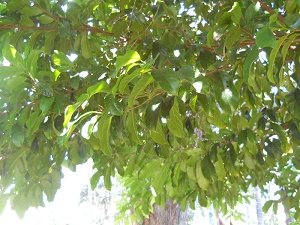Kwai Muk (artocarpus hypargyraeus)