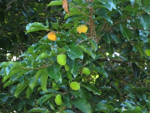Fruit and leaves