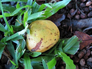 Artocarpus lingnanensis (Kwai muk) fruit on the ground at Kahanu Gardens NTBG Kaeleku Hana, Maui