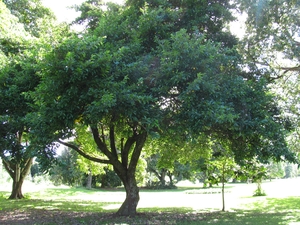 Kwai Muk tree