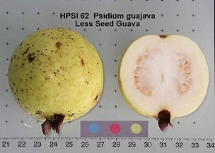 'Less Seed Guava'