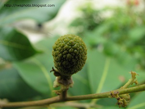 Dimocarpus longan var. malesianus. Macro shot of a tiny Longan fruit bud