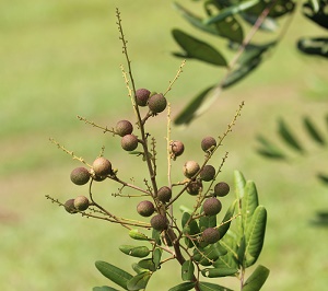 Dimocarpus longan young fruit