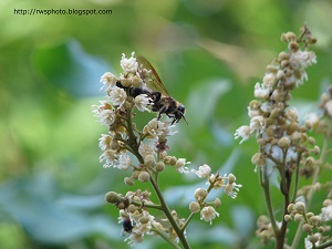 Paper Wasp foraging among the Dimocarpus longan malesianus fruit flowers.