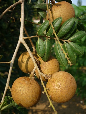 Lá và trái nhãn Xuồng Dimocarpus longan thuộc họ Bồ Hòn Sapindaceae