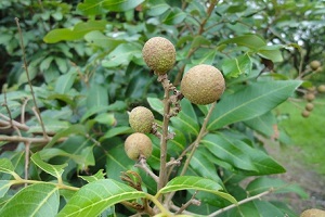 Fruit developing