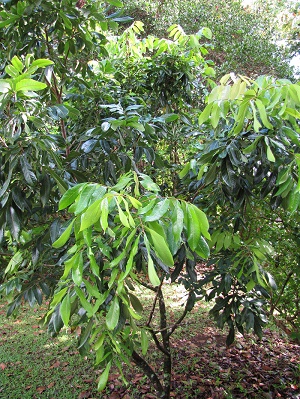 Dimocarpus longan (Longan, dragon's eye) Habit at Garden of Eden Keanae, Maui, Hawaii