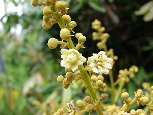 Dimocarpus longan (Longan, dragon's eye) Flowers