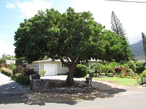 Dimocarpus longan (Longan, dragon's eye)Habit at Wailuku, Maui, Hawaii