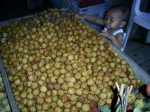 Dimocarpus longan ssp malesianus fruit, from Muara Lawa, West Kutai, East Kalimantan, Indonesia