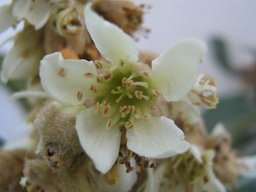 Eriobotrya japonica flower