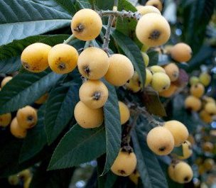 Loquat season can be six to eight weeks long
