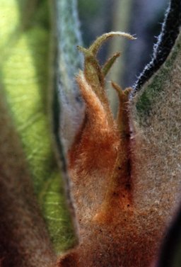 Débourage d'un bourgeon de bibacier ou néflier du Japon (Eriobotyra Japonica)
