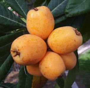 Loquats are ripe from when they are light yellow to deep golden.