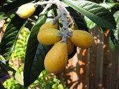 Eriobotrya japonica. When the fruit has ripened. Photo taken in my backyard at Irvine, California