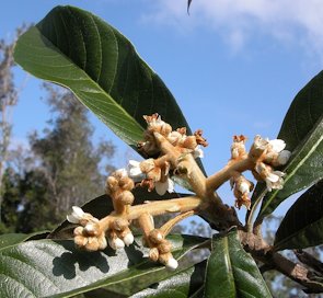 After the fruits develop, they are thinned to three or four per inflorescence and then bagged.