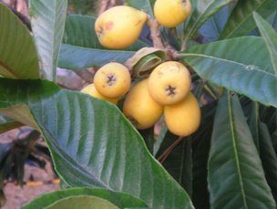 Loquat fruit 'Christmas'