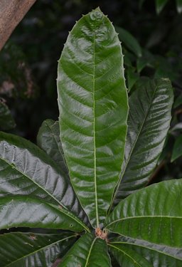 Loquat leaf