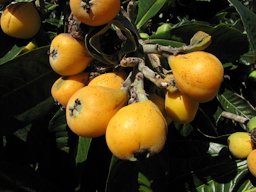 Eriobotrya japonica (Loquat, pipa, Japanese plum) Fruit at Shibuya Farm Kula, Maui, Hawaii