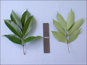 Upper and lower surfaces of the compound lychee leaf.
