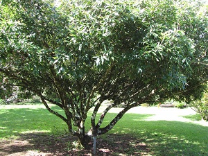 Litchi chinensis subsp. chinensis (Litchi, lychee) Habit