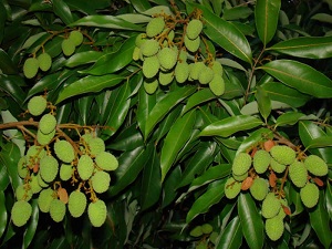 Leaves and unripe fruits