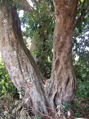 Trunks of Litchi chinensis (picture taken on Réunion island)