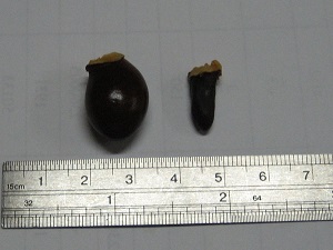 A normal-sized seed (left) and a small-sized (Chicken tongue) seed (right)