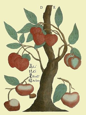 Lychee from one of the earliest natural history books about China. Jesuit Missionary author.