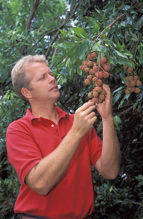 Entomologist Peter Follett inspects a panicle of ripening lychee fruit for insect damage.