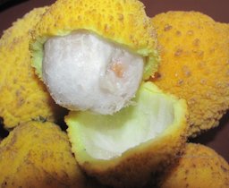 Garcinia madruno, Madroño fruta exotica
