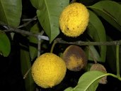Garcinia madruno (kunth) Hammel fruiting habit