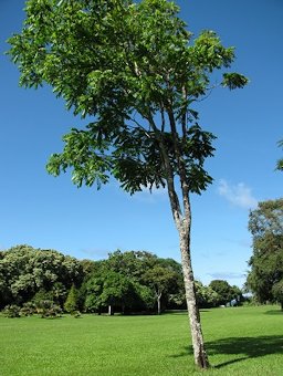 Tree habit in Hawaii